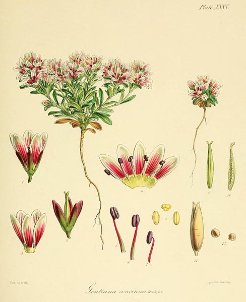 File:Flora Antarctica Plate XXXV.jpg