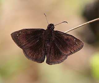 <i>Ephyriades brunnea</i> Species of butterfly