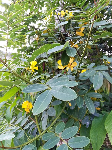 File:Flors a l'entorn del museu de Leimebamba04.jpg