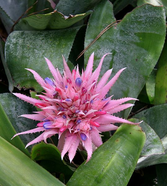 File:Flower of Bromeliad Garden, Lotusland.jpg