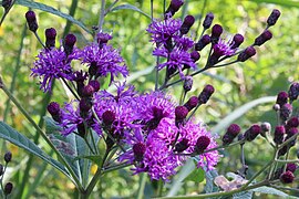 Western ironweed