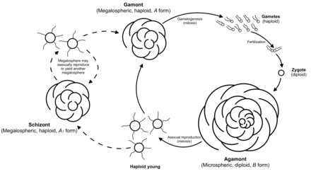 Alternation Of Generations