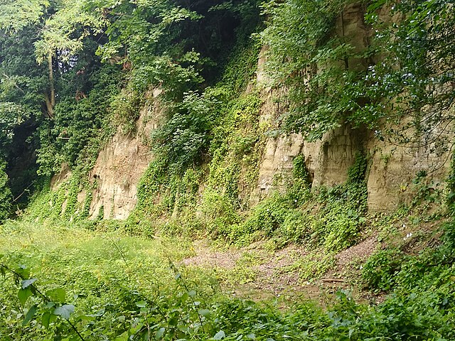 Former sand and Bargate stone quarry at the base of Holloway Hill