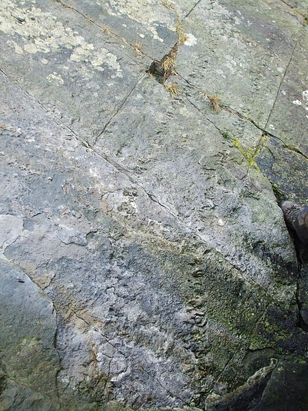 File:Fossil Footprints Arthropleura - geograph.org.uk - 1994274.jpg