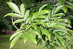 Fraxinus platypoda JPG1Fe.jpg