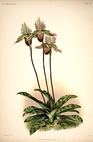 File:Frederick Sander - Reichenbachia I plate 23 (1888) - Cypripedium × Io.jpg