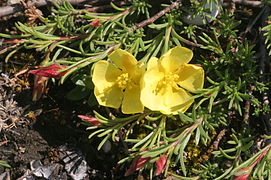 Vue d'une plante rampante à petites fleurs jaune pâle