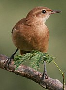 A reddish-brown songbird perching on a branch.