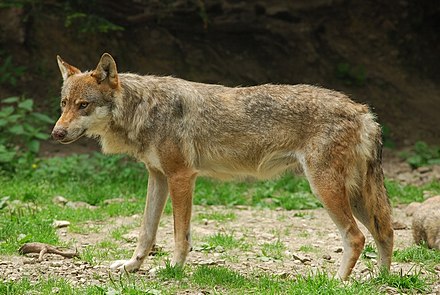 Italian wolf