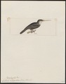 Galbula albogularis - 1820-1863 - Print - Iconographia Zoologica - Special Collections University of Amsterdam - UBA01 IZ16800385.tif