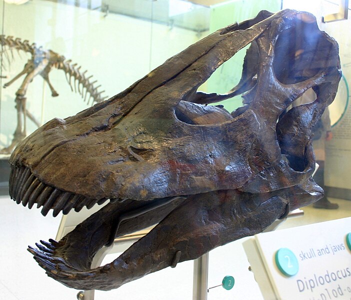 File:Galeamopus hayi AMNH 969.jpg