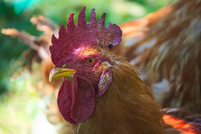 File:Galiña - Gallina - Chicken - Gallus gallus domesticus - 01.jpg