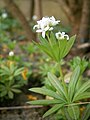 Galium odoratum