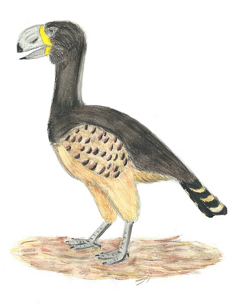 File:Gastornis giganteus restoration.jpeg