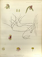 plate 272 Gastrochilus inconspicuus