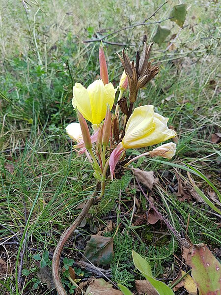 File:Gele Bloom 1 an’n Bullenbarg bi Nindörp 10.jpg