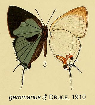 <i>Iolaus gemmarius</i> Species of butterfly