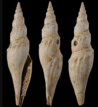 <i>Genota ramosa</i> Species of gastropod