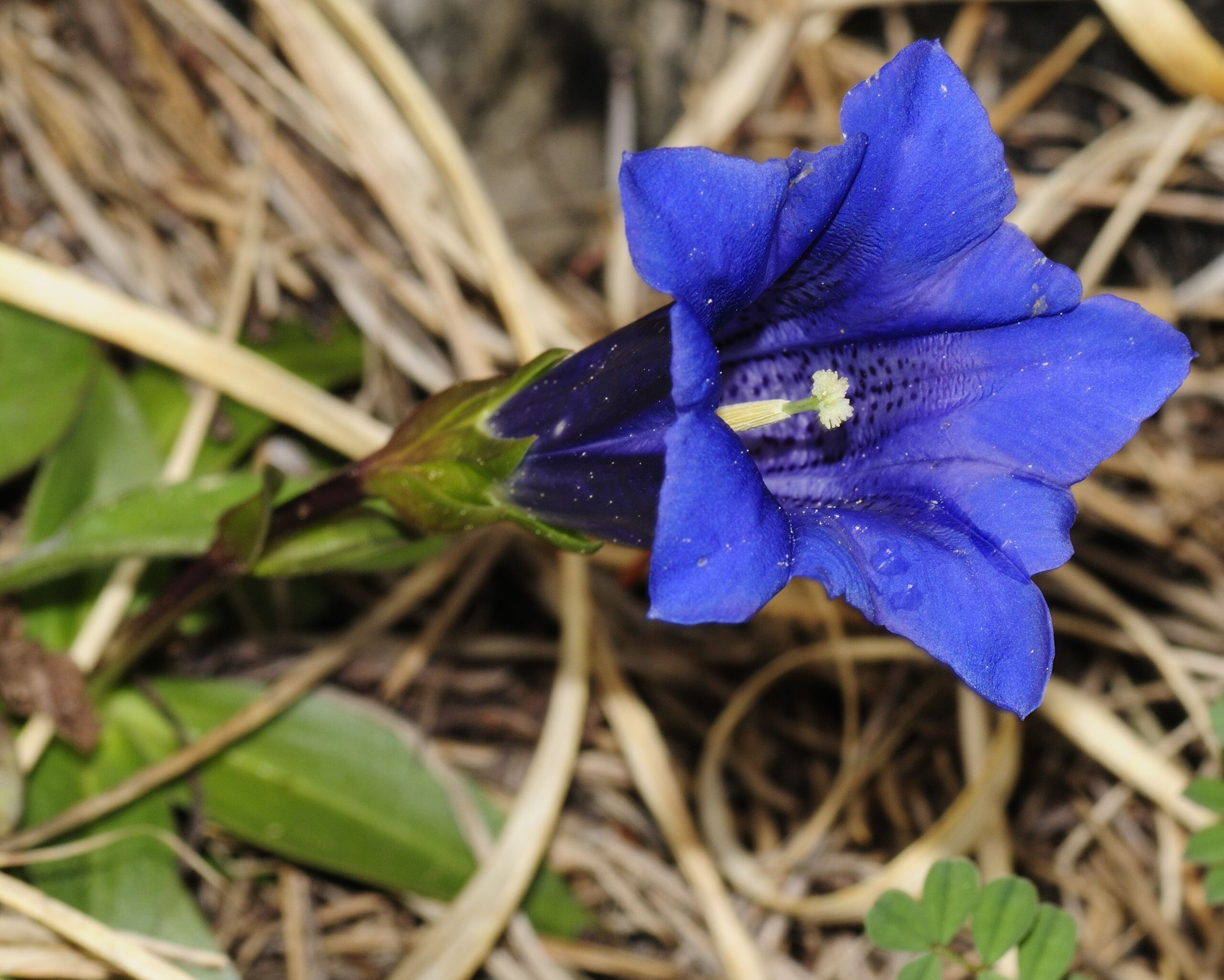 bavarian gentians sparknotes