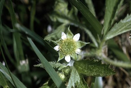 Geum lacinatum - USDA-NRCS.jpg