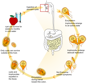 Giardia Lamblia