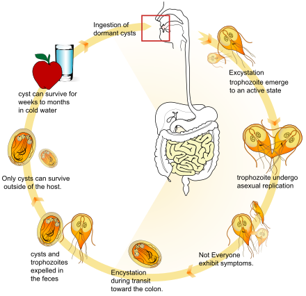 Life cycle of Giardia lamblia Giardia life cycle en.svg