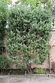 Ginepro Juniperus Communis L Cupressaceae (Reg Boreale Temperata) 10-07 to 22 1424.jpg