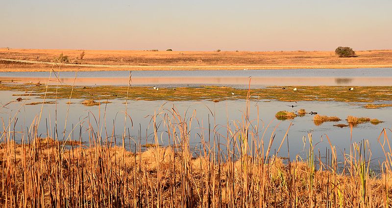 File:Glen Austin Bird Sanctuary and Bullfrog Reserve.jpg