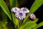 Thumbnail for Globularia amygdalifolia