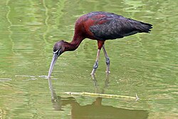 Glossy ibis (Plegadis falcinellus).jpg