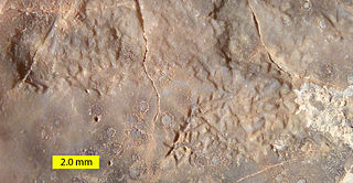 <i>Gnathichnus</i> Trace fossil