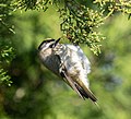 37 Golden-crowned kinglet at JBWR (11835) uploaded by Rhododendrites, nominated by Rhododendrites,  9,  4,  0