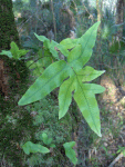 Goldfoot Polypody (2925692870).gif