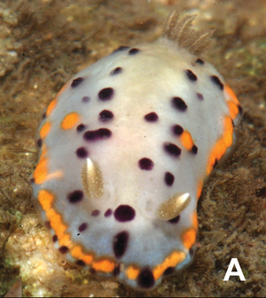 Goniobranchus kitae (10.11646-zootaxa.4359.1.1) Figure 7 (cropped).png