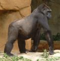 İnsan haricinde yerde yaşayan tek insansı türü, goril
