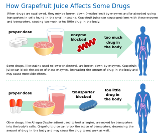 Grapefruit Juice and Medicine May Not Mix (6774935740) - en.svg