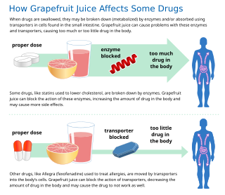 <span class="mw-page-title-main">Grapefruit–drug interactions</span> Drug interactions with grapefruit juice