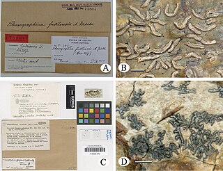 <span class="mw-page-title-main">Graphidales</span> Order of lichen-forming fungi