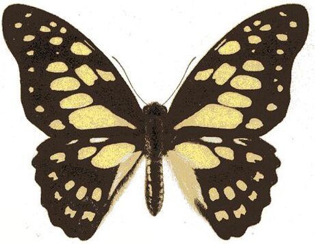 Graphium cyrnus