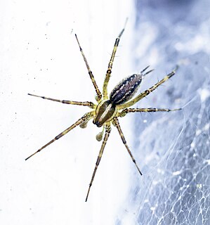 <span class="mw-page-title-main">Grass spider</span> Index of animals with the same common name