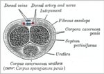 Miniatura para Corpo cavernoso