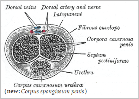 Korpus kavernosum penis