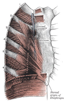 Sternum - Wikipedia