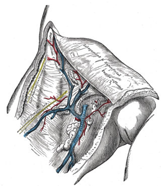 <span class="mw-page-title-main">Cribriform fascia</span> Portion of fascia covering the saphenous opening in the thigh