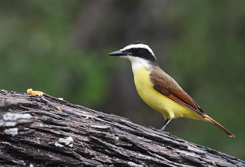 File:Great Kiskadee - 49323813157.jpg