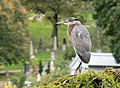 * Nomination Great blue heron in Green-Wood Cemetery --Rhododendrites 23:07, 2 November 2021 (UTC) * Promotion  Support Good quality.--Horst J. Meuter 15:16, 4 November 2021 (UTC)