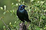 Thumbnail for File:Greater blue-eared starling (Lamprotornis chalybaeus nordmanni).jpg