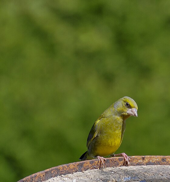 File:Greenfinch looking quizzical (2012).jpg