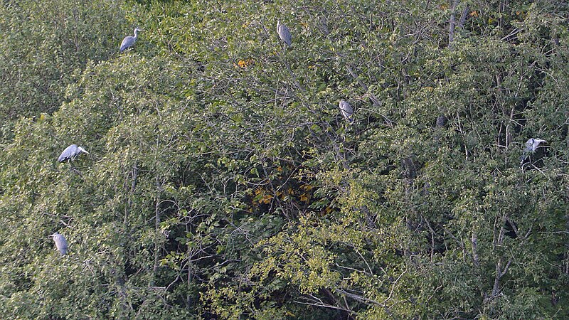 File:Grey Herons (Ardea cinerea) - Bærum, Norway 2021-08-25 (03).jpg