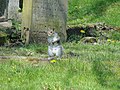 Grey Squirrel in Gt Yarmouth cemetery - geograph.org.uk - 2363767.jpg